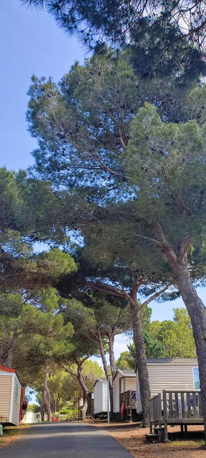 Domaine Résidentiel de Plein Air Odalys La Pinède Agde Extérieur photo